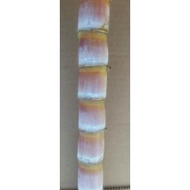 Unbranded 1 Sugar cane stick with 5 nodes for planting