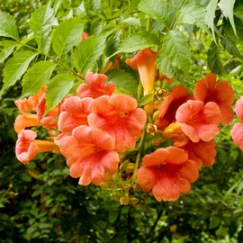 Campsis Radicans Seeds Trumpet Creeper Attracts Hummingbirds & Butterflies Decorative Covering Trellises Arbors Walls Outdoor 10Pcs Flower Seeds by YEGAOL Garden