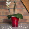 Polnix Flower Pot Round Orchid Pot Orchid Diameter 130 mm