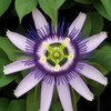 Passionflower Seed Pack 50pcs - Climbing Heirloom Perennial Non-GMO Outdoor