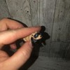 Micro Minis decor - Colour: Micro Penguin