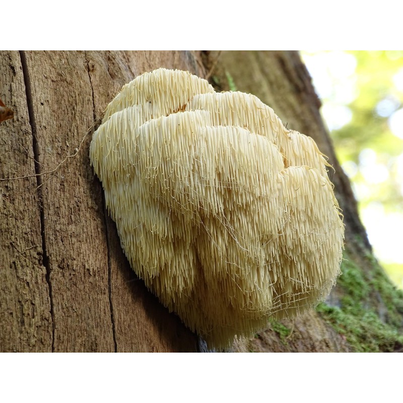 Naturejam Organic Lions Mane Mushroom Powder 1 Pound Bulk-Premium Culinary