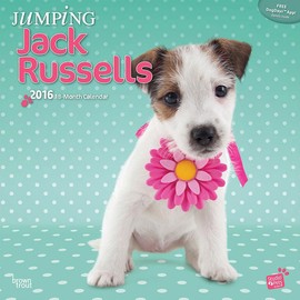 Just Jacks 2016 - Jack Russel Terrier - 18-Monatskalender mit freier DogDays-App: Original Myrna-Kalender [Mehrsprachig] [Kalender]