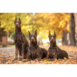 Silver Dog Chain Collar, Heavy Duty Dog Necklace, for Training, Chew Proof Martingale Puppy Dog Chains for XXS XS Small Medium Large Big Dogs