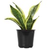 Altman Plants, Live Snake Plant, Sansevieria trifasciata Superba, Fully Rooted
