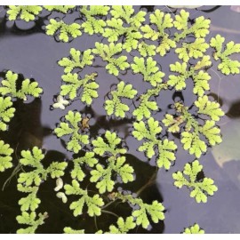 Azolla - Live Aquatic Plants - Fish Food - Aquarium and Pond Fish - 1 cup