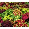 22Day Seeds: Seeds Coleus Variety Mix/Annual Flowers