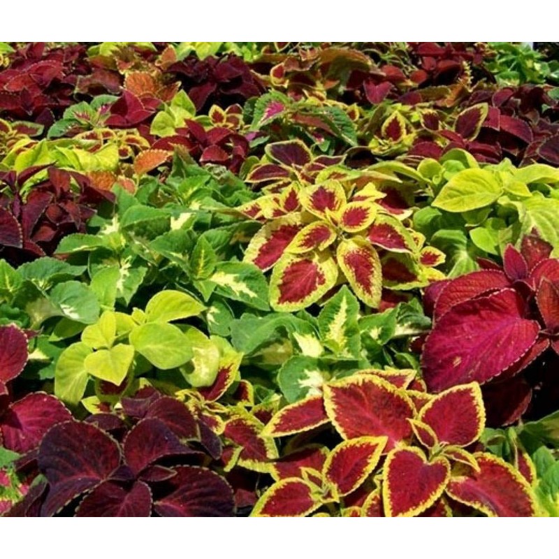 22Day Seeds: Seeds Coleus Variety Mix/Annual Flowers