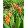 heliconia 2 Yellow Orange Heliconia Rhizomes Exotic Tropical Bloom -