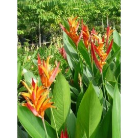 heliconia 2 Yellow Orange Heliconia Rhizomes Exotic Tropical Bloom - Free Shipping