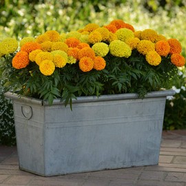 Outsidepride 100 Seeds Annual Tagetes Patula French Marigold Bambino Garden Flower Seeds for Planting