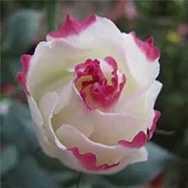 CHUXAY GARDEN White Lisianthus Pink Edge,White Pink Eustoma Grandiflorum Seed 100 Seeds Stunning Flowering Plant an Exciting New Addition Great for Garden