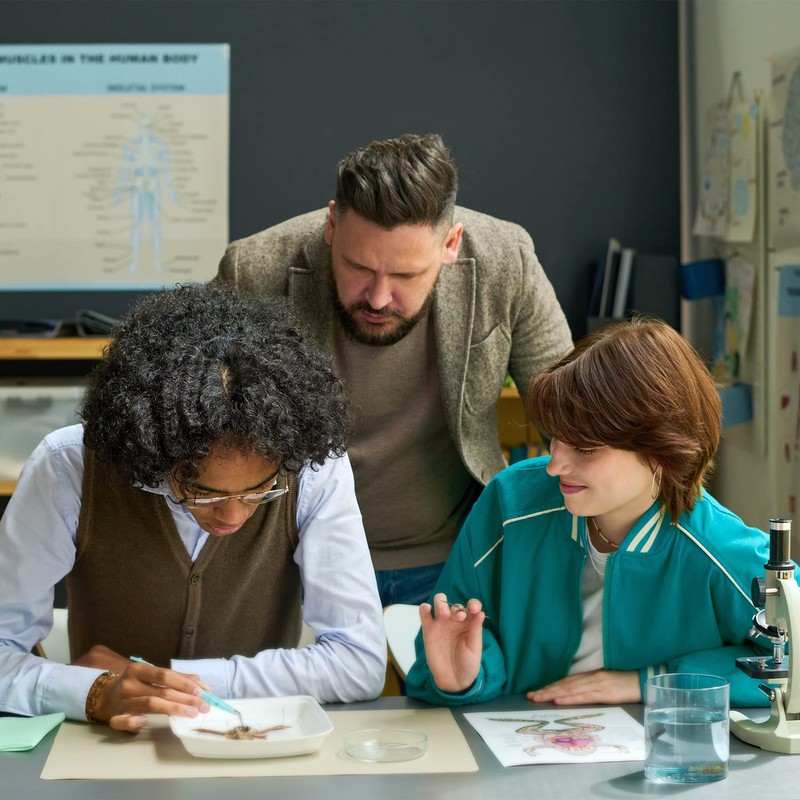 The Muscular System Anatomical Chart Laminated , Nursery