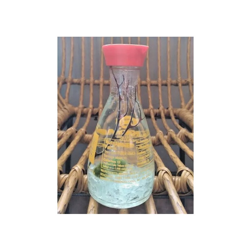 Marimo Moss Ball Soy Sauce Terrarium