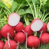 Park Seed Roxanne Hybrid Radish Seeds