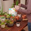 Back to the Roots 6qt Succulent & Cacti Mix