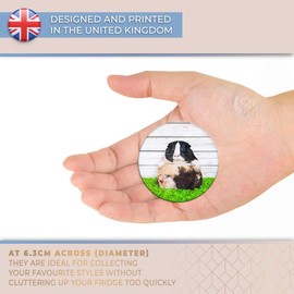 Destination Vinyl ltd Magnet for Refrigerator, Fridge - Cute Fat Guinea Pig Pet Rodent for Office, Cabinet and Whiteboard, Magnetic Stickers, 16771