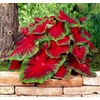 Florida Cardinal Caladium Bulbs for Planting - Perennial Hosta, Elephant