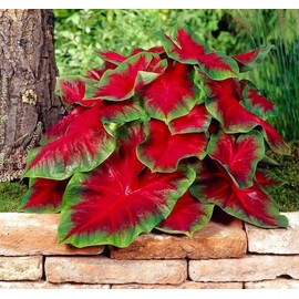 Florida Cardinal Caladium Bulbs for Planting - Perennial Hosta, Elephant Ears, Fancy (10 Bulbs)
