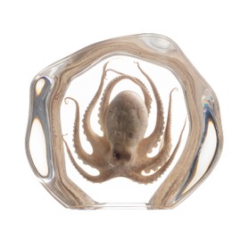 Taxidermy Octopus, Real Octopus Specimens Animal Specimen in Resin for Science Classroom Science Education, Great Gift for Fans of Taxidermy, Animal Skull, Oddities, Biology (Irregularly)