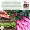 China Rose Pink Radish Seeds (Raphanus sativus) – 125+ Non-GMO