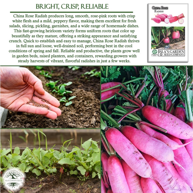 China Rose Pink Radish Seeds (Raphanus sativus) – 125+ Non-GMO