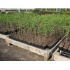 Stuewe & Sons – TP49 Mini Treepot – 4” x