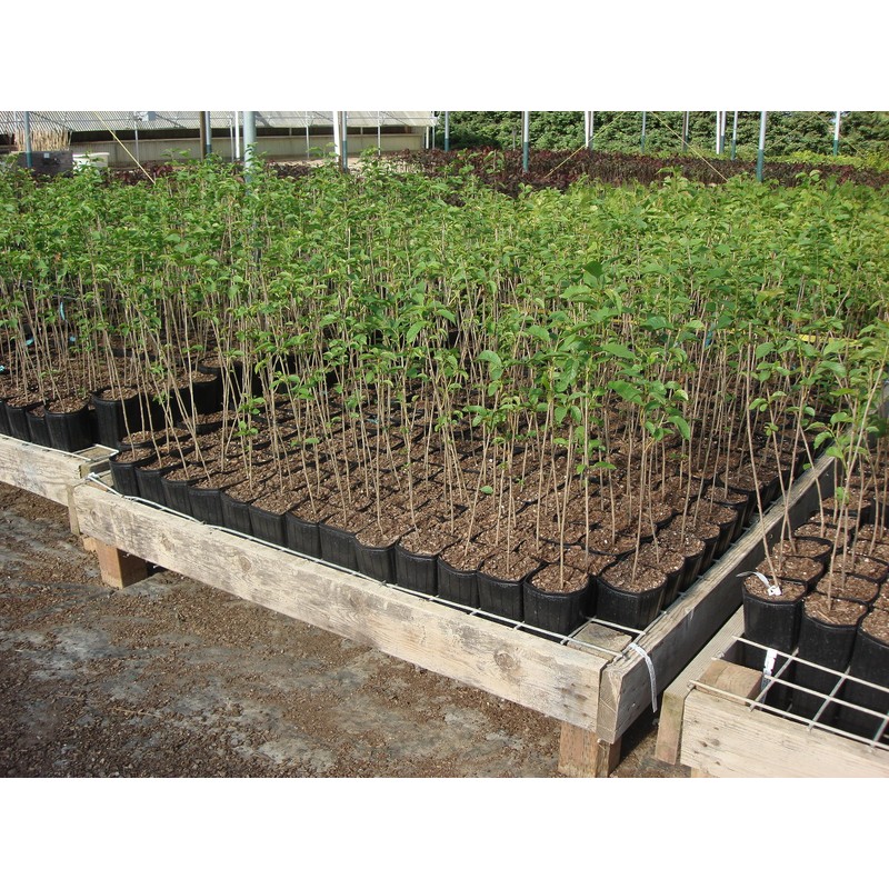 Stuewe & Sons – TP49 Mini Treepot – 4” x