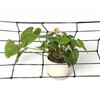 1 Pcs Flexible Net Trellis Grow Tent Net Flexible Trellis