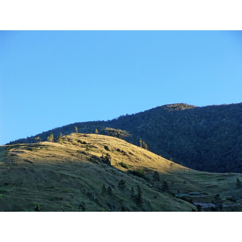 Kaffeebohne JAMAIKA BLUE MOUNTAIN AA 450 g als Ganze Bohne