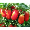 30+ Italian San Marzano Paste Tomato Seeds, Heirloom Non-GMO, Indeterminate,