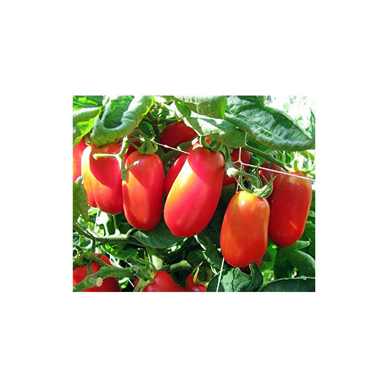 30+ Italian San Marzano Paste Tomato Seeds, Heirloom Non-GMO, Indeterminate,