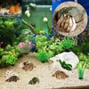 3 PCS Hermit Crab Shells 2~2.7Inch Natural Hermit Crab Shells