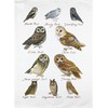 Half a Donkey Hand Drawn Owls Collection Large Cotton Tea Towel