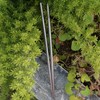 TITECOUGO Pure Titanium Chopsticks, Non-Slip, Ultra Lightweight, Camping Chopsticks, Unpainted,