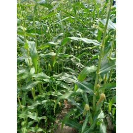 Unbranded Ambrosia sweet corn seed, , up to 1 lb. FREE SHIP - 1/2 lb.