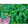 home grown Kanthari / BirdsEye Chilli pepper HEIRLOOM 50+ seeds