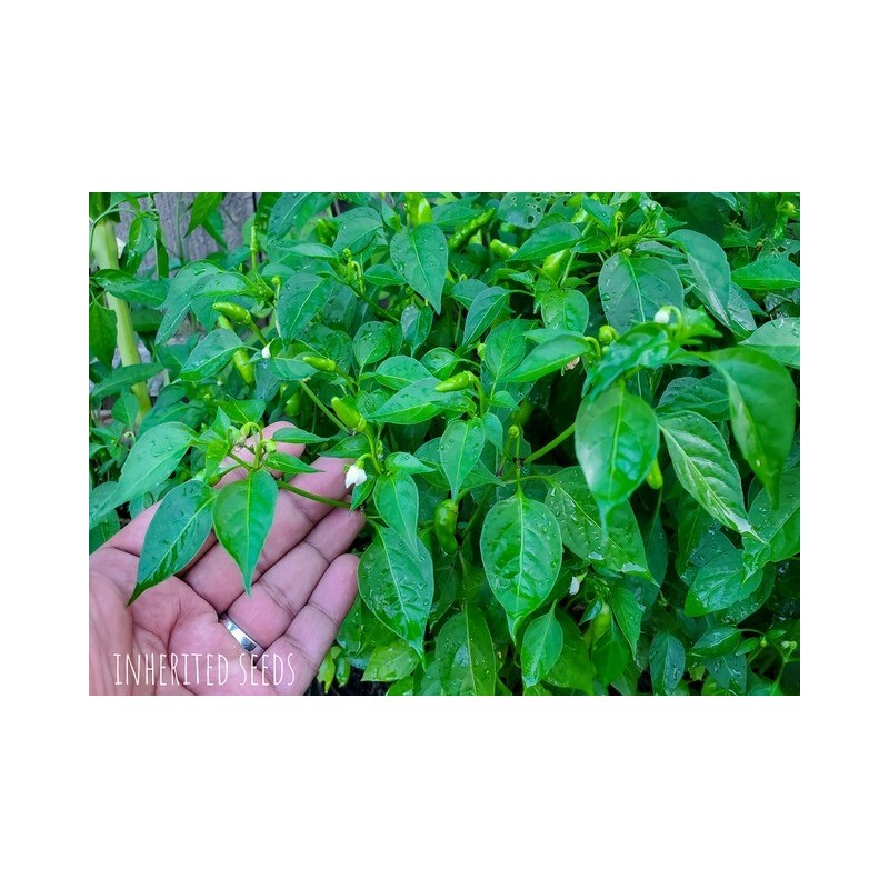 home grown Kanthari / BirdsEye Chilli pepper HEIRLOOM 50+ seeds