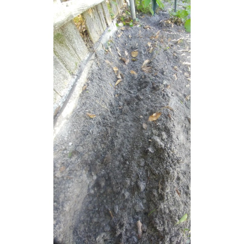 Tree Red Mulberry Tree 8 Cuttings 7"-9' long Organic Leave