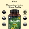 Mullein Leaf Extract for Lungs 15,000mg – High Strength 50:1