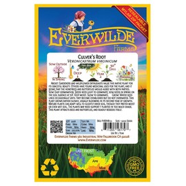 Everwilde Farms - 2000 Culver's Root Native Wildflower Seeds - Gold Vault Seed Packet