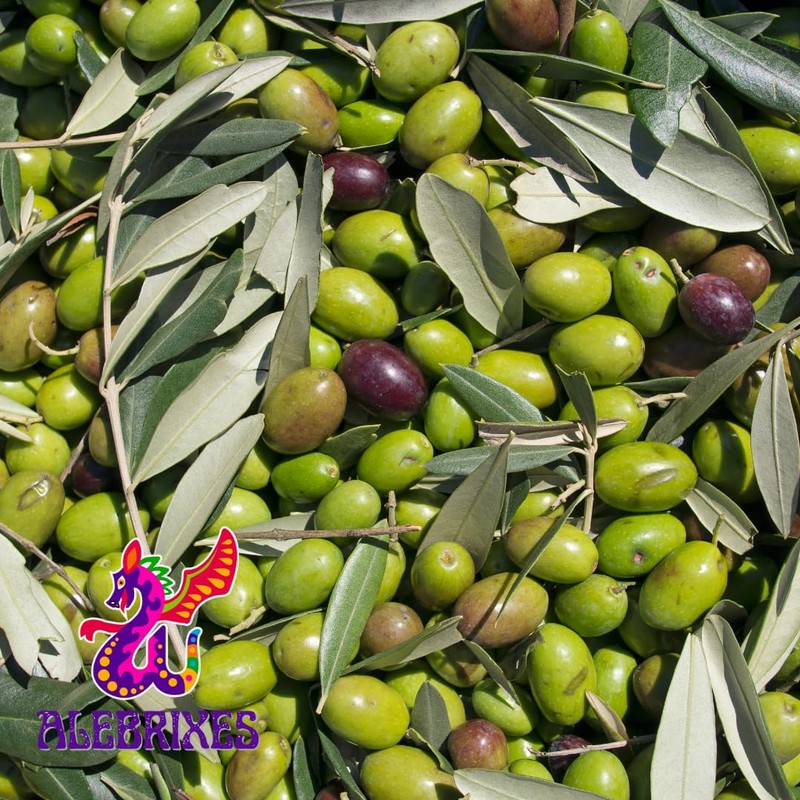 Alebrixes | Olive Leaf Herbal Tea (4oz)| Premium Quality Whole