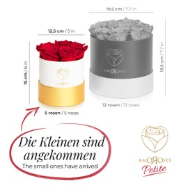Amoroses Petite - Gift Box 5 Eternal Stabilised Roses - Elegant Bouquet of Real Flowers | Gift Idea (Petite White Box with Red Roses)