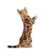 JEKCA Bengal Cat 4-in-1 Pack 01S-M01 | Cat Plastic Building
