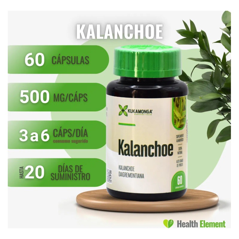 Castao De Indias Kalanchoe Piernas Y Circulacin Sin Sabor