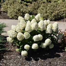 Little Lime Hydrangea Bush, Dwarf Hardy Shrub, Green to Pink Summer Blooms (3 Gallon/Potted/Single)
