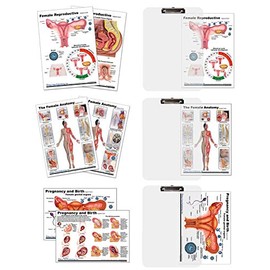 Female Anatomy, Pregnancy and Birth, Female Reproductive Chart with Insert clipboard
