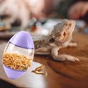 ALI2 Bearded Dragon Feeder Toy Rugby Shape, Reptile Interactive Enrichment