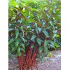 Green River Tropics 100 Red Stem Bamboo Seeds Perennial Seed