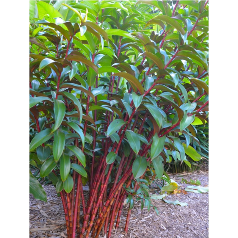 Green River Tropics 100 Red Stem Bamboo Seeds Perennial Seed
